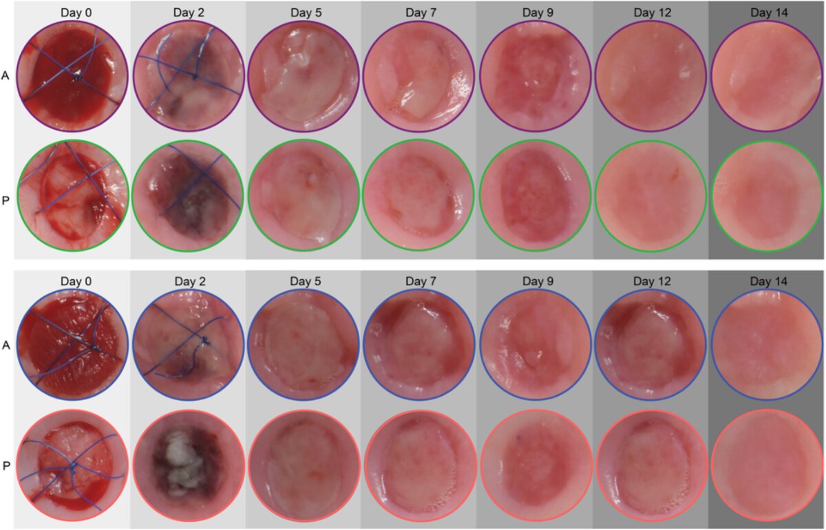 Clinical photographs