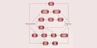 graphic illustrating periodontitis-obesity relationship