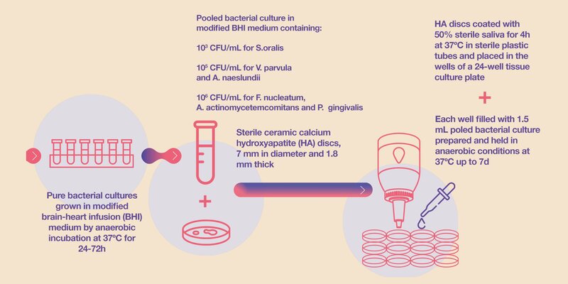 Development of in-vitro multispecies subgingival biofilm models