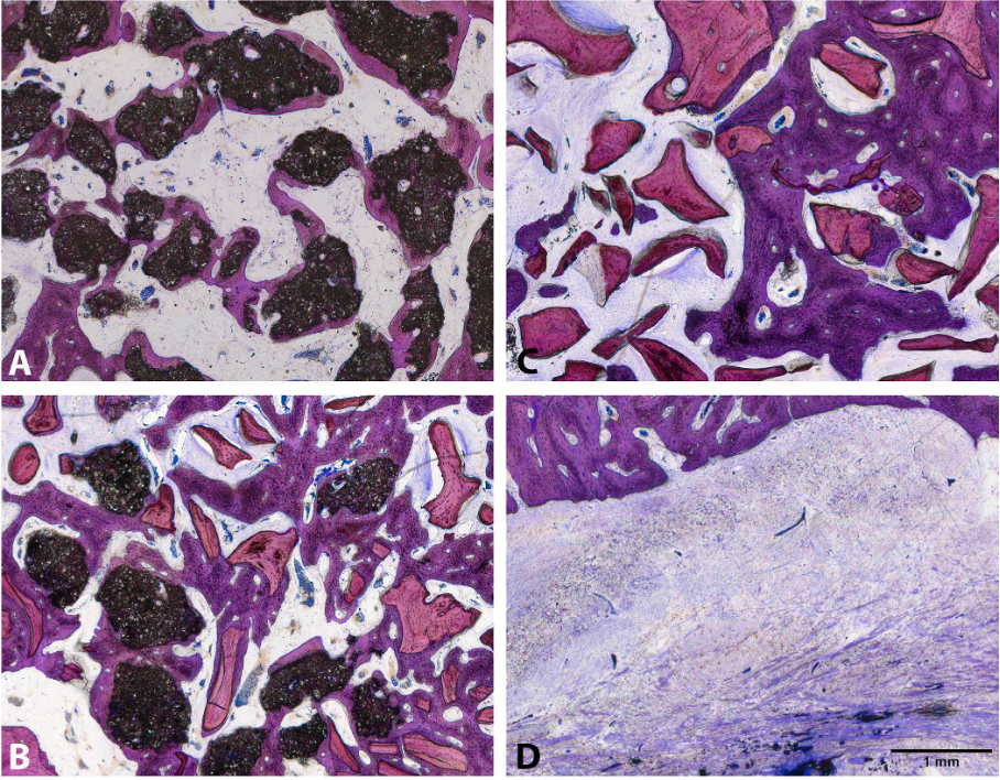 graphic illustrating histological data